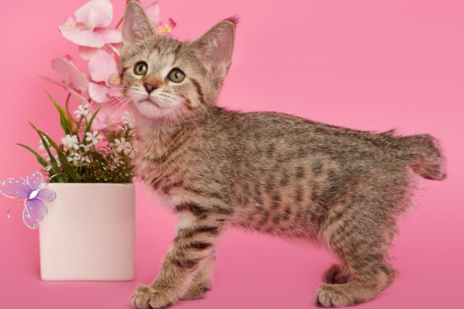 Пикси Боб кот