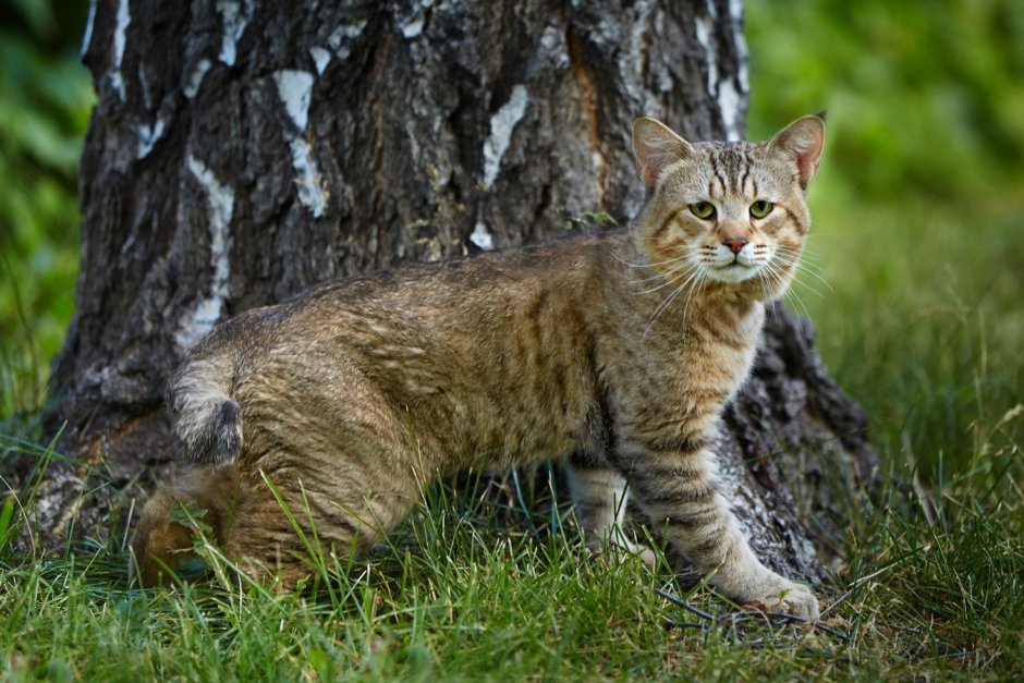 Пиксибоб 7 пальцев