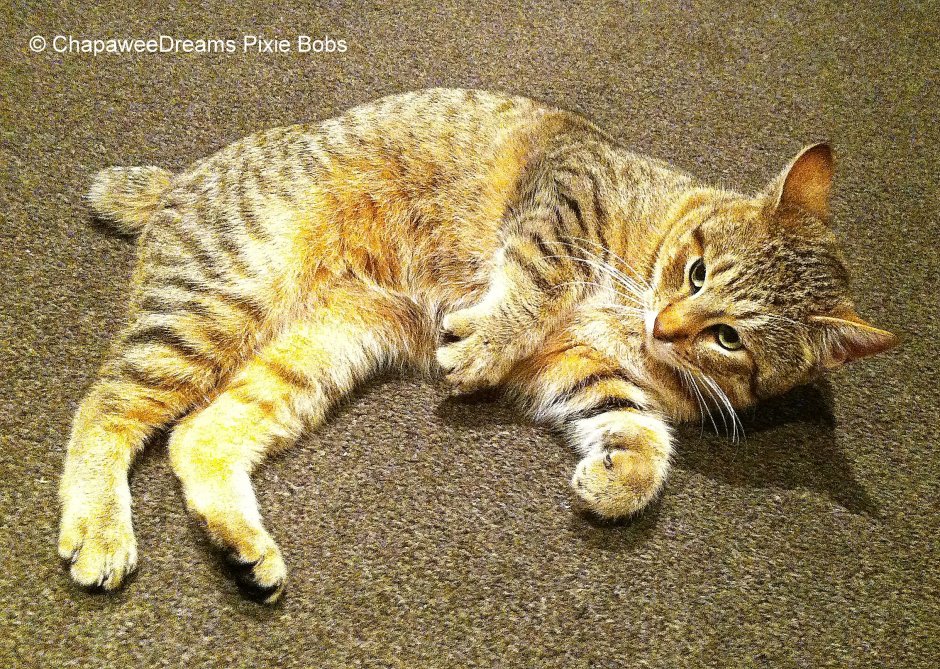 Пиксибоб кошка фото