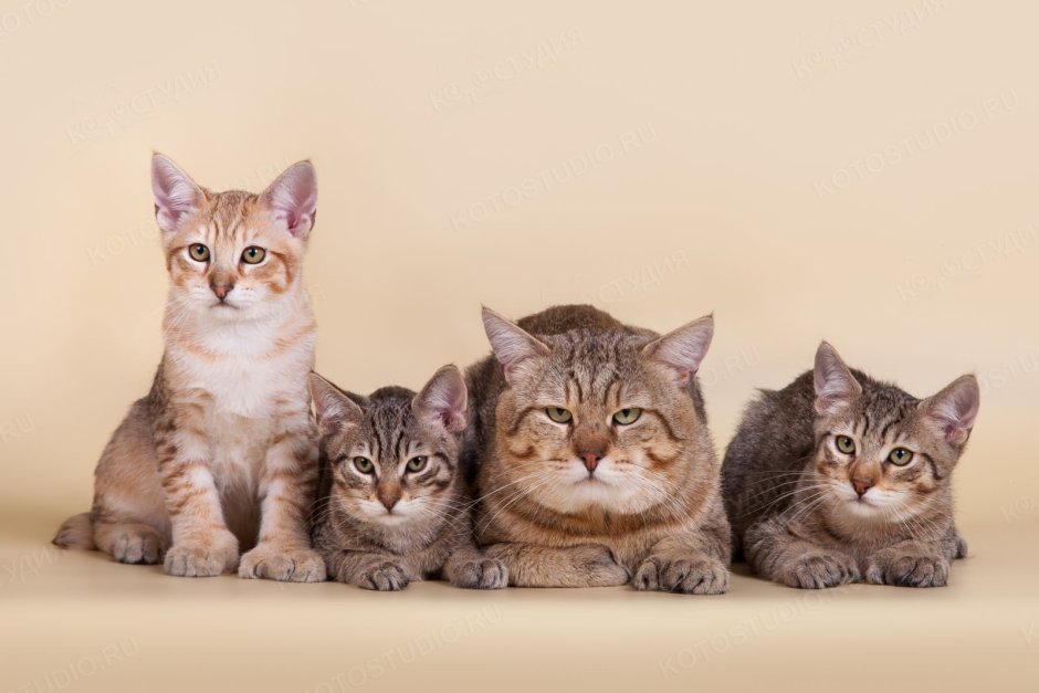 Бобтейл пиксибоб