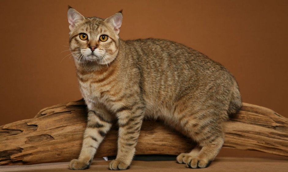 Порода пиксибоб