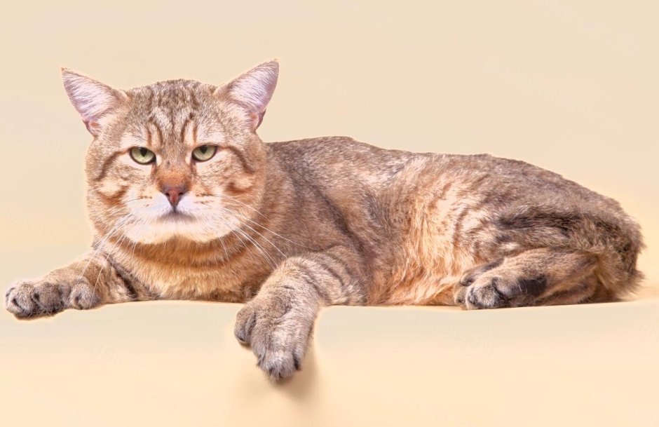 Пиксибоб кошка