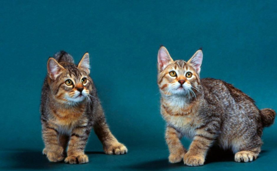 Prionailurus bengalensis chinensis