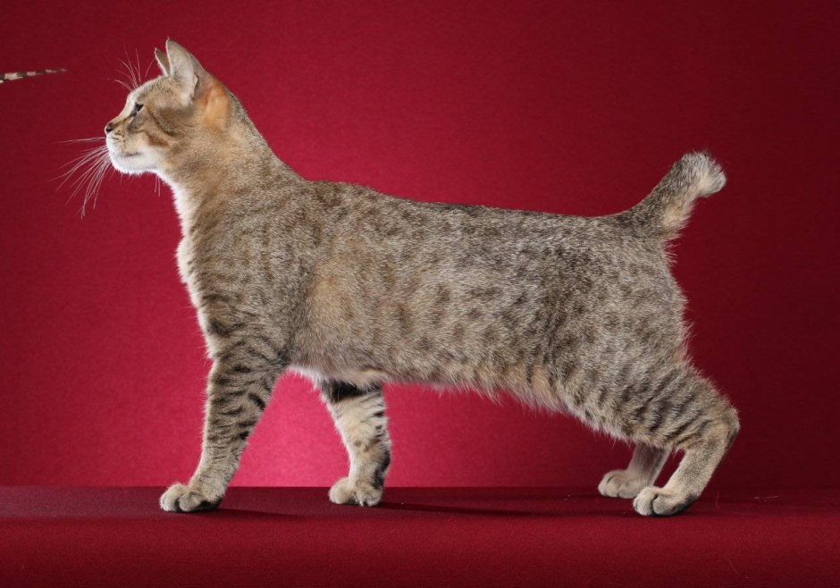 Пиксибоб кошка котята