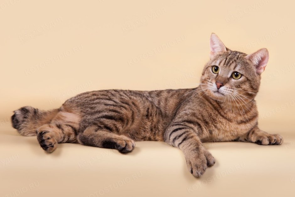 Пиксибоб порода кошек