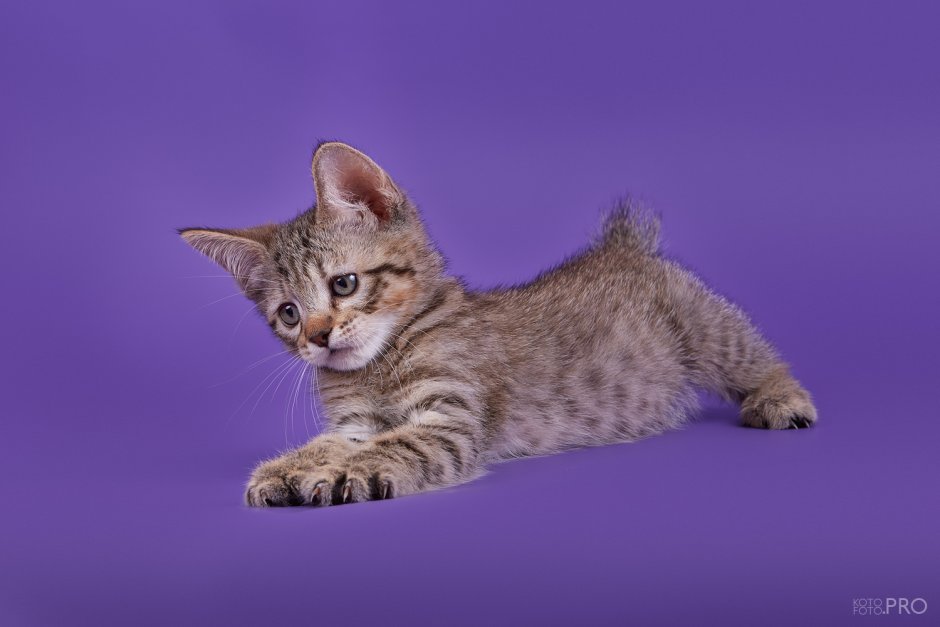 Пиксибоб порода кошек