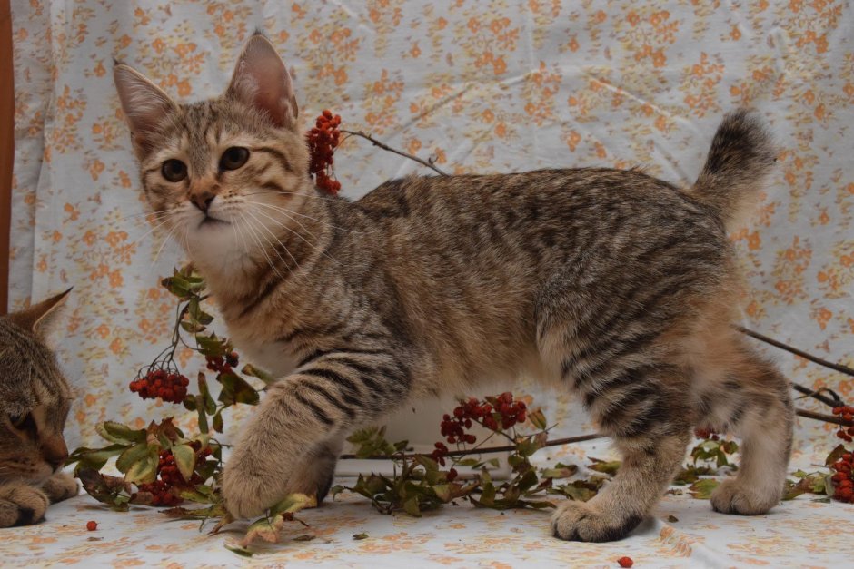 Пиксибоб кошка фото