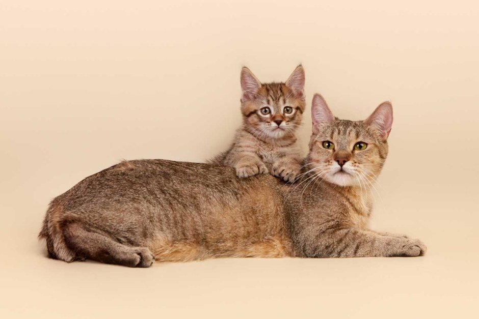 Разнообразные породы кошек