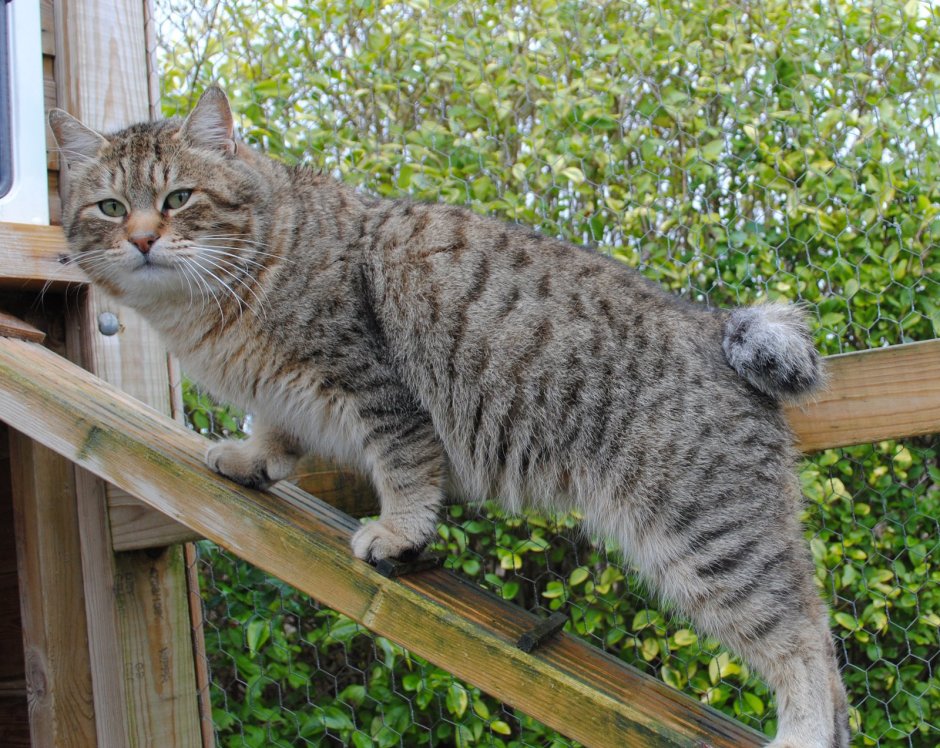 Пиксибоб кошка