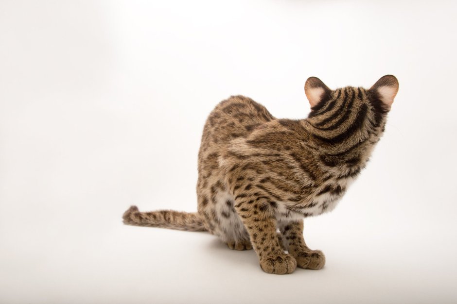 Пиксибоб питомник