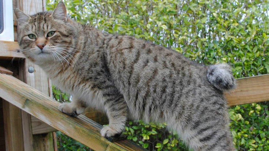 Кошка тэбби