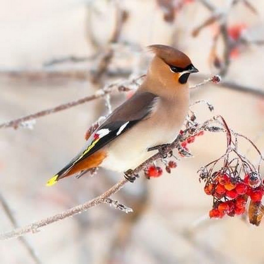 Свиристель зимующая птица