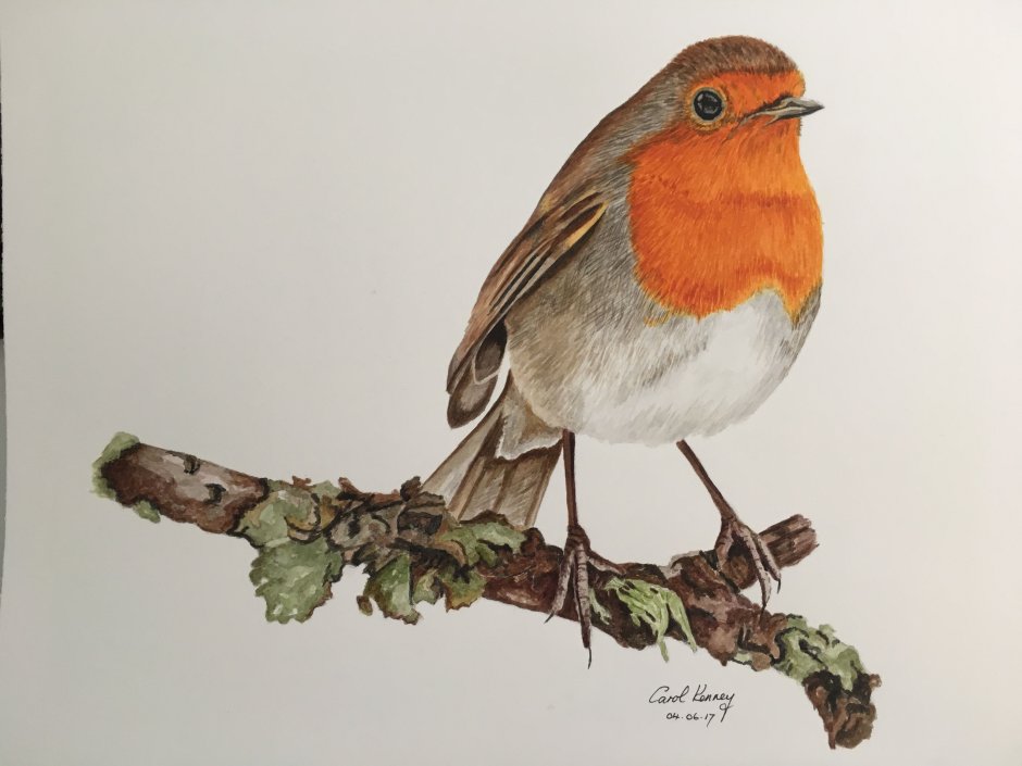 Птица рисунок