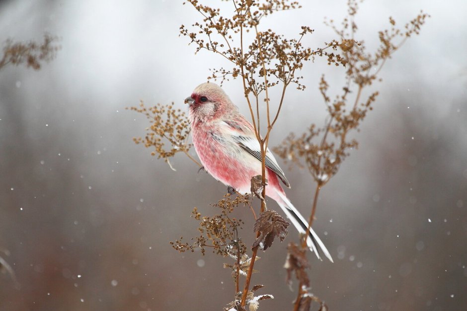 Птичка розовый