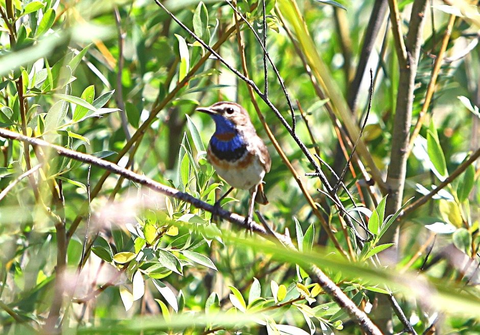 Редкие птицы Зауралья