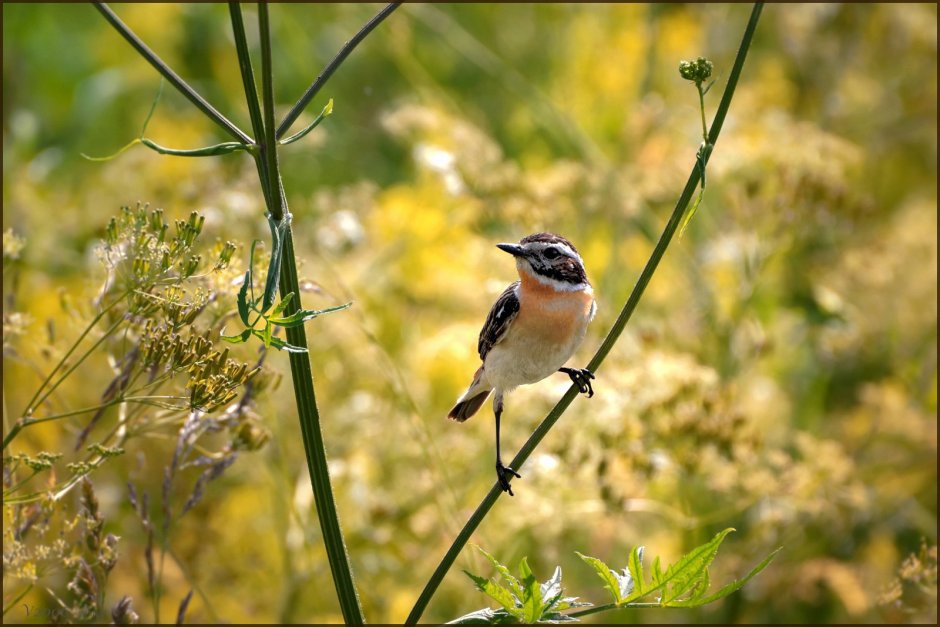 Птички Зауралья маленькие