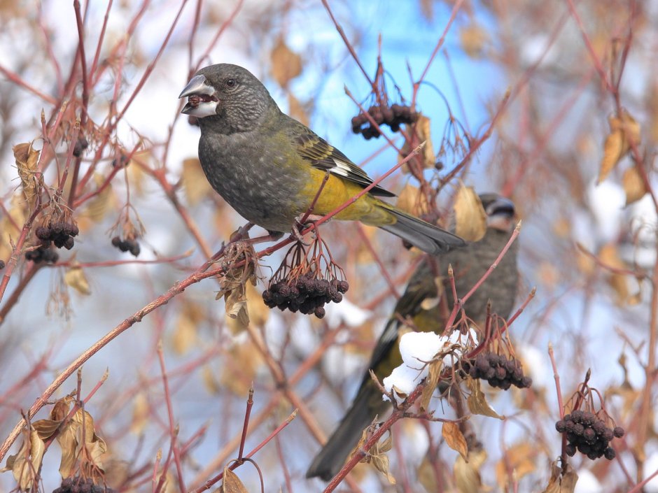 Кто такая птичка вальдшнеп