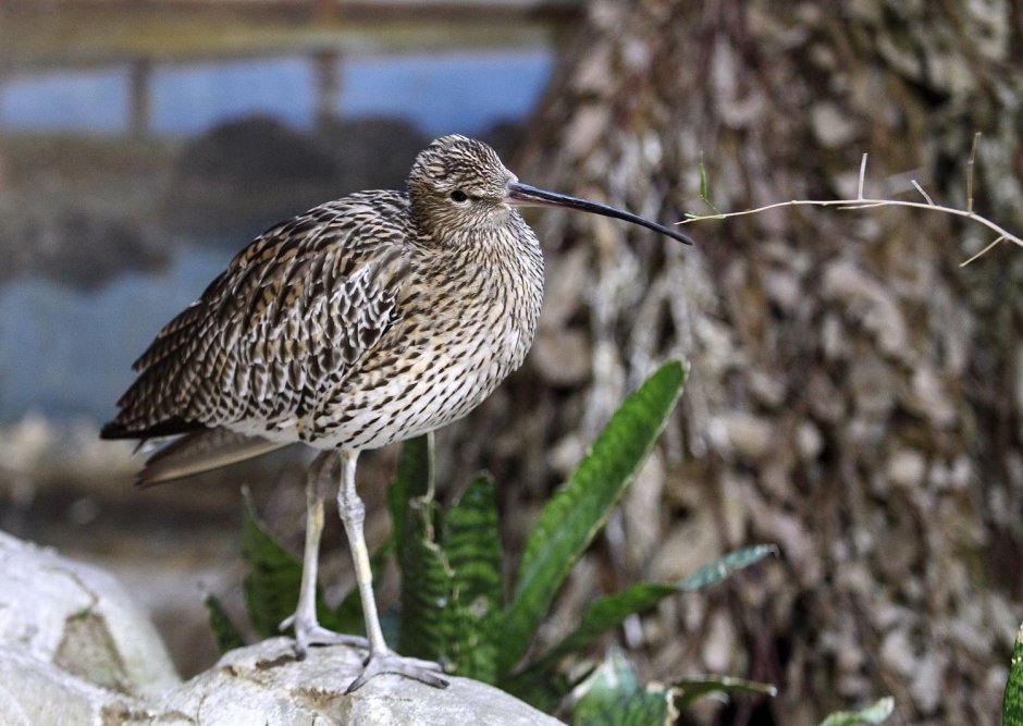 Акварель Katya_mihailina птицы