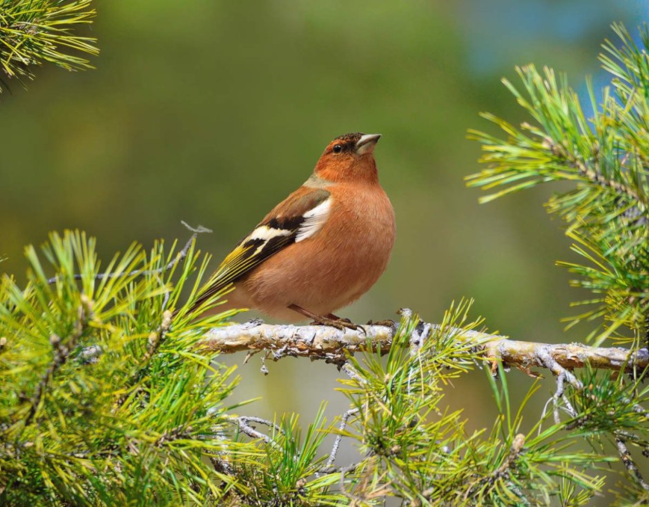 Птицы Подмосковья - Зяблик, Дрозд
