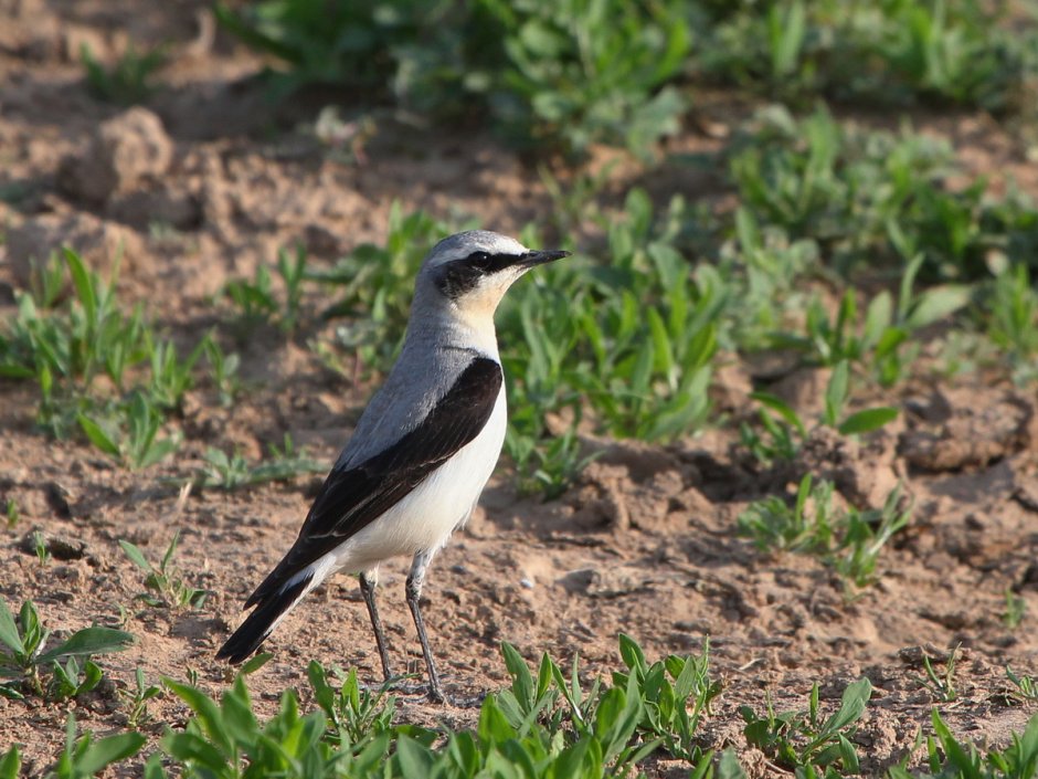Каменка Степная птица