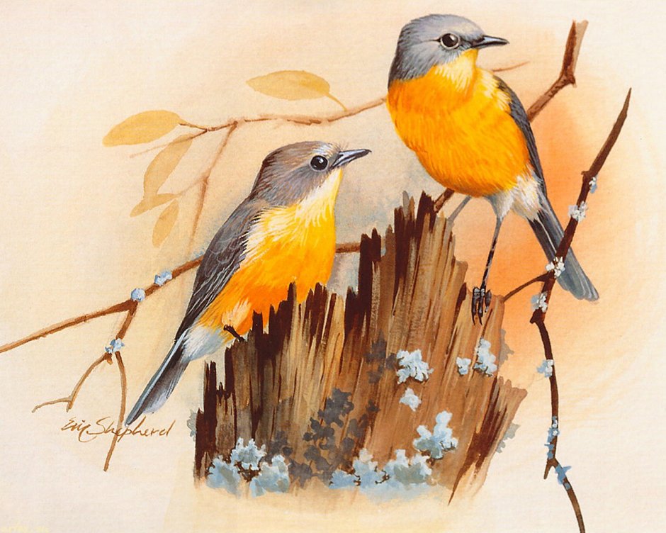 Птицы Зауралья