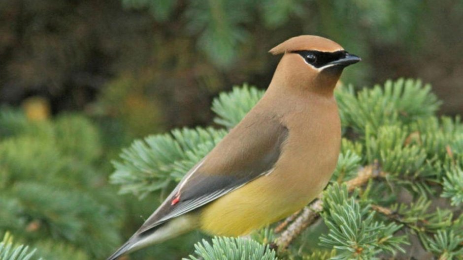 Белая цапля Эгрета