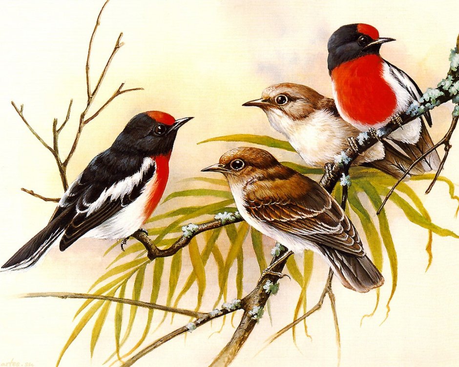 Эрик Шеферд птицы