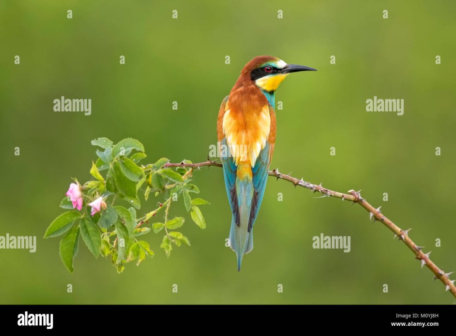 Сиалия Лазурная птица