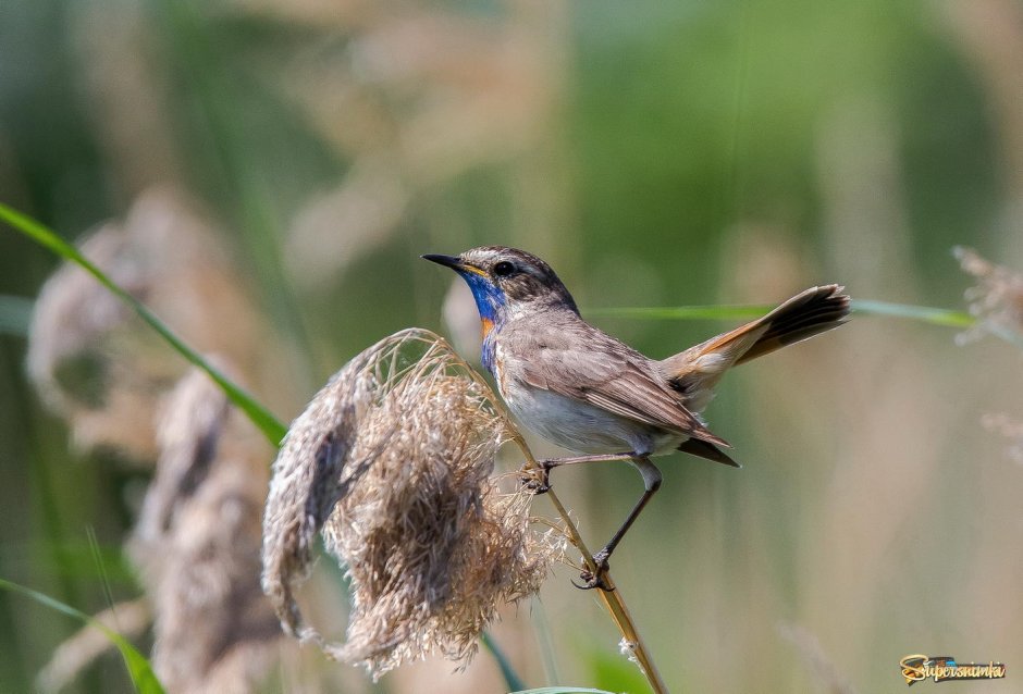 Птица варакушка пение