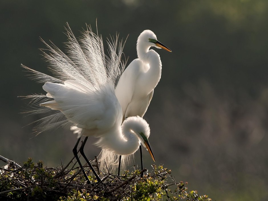 Осенние птицы картинки