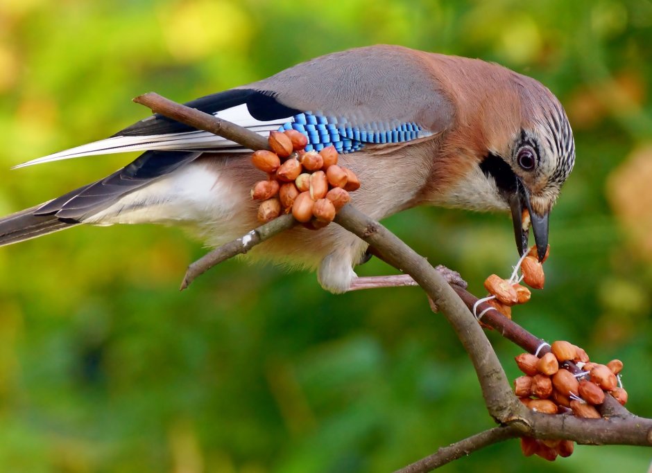 Сова в лесу