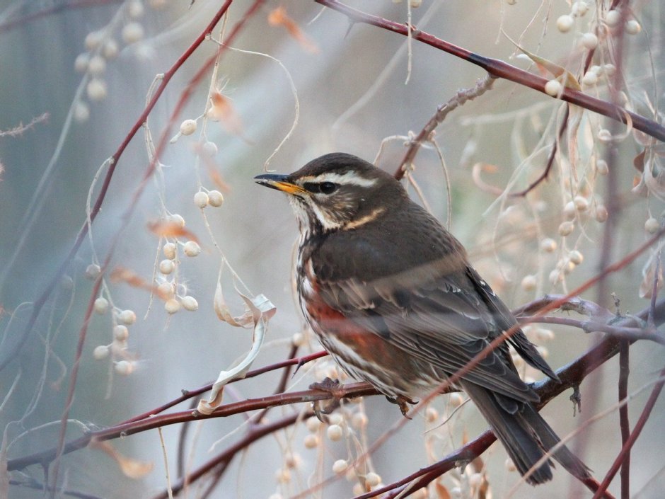 Птицы Зауралья