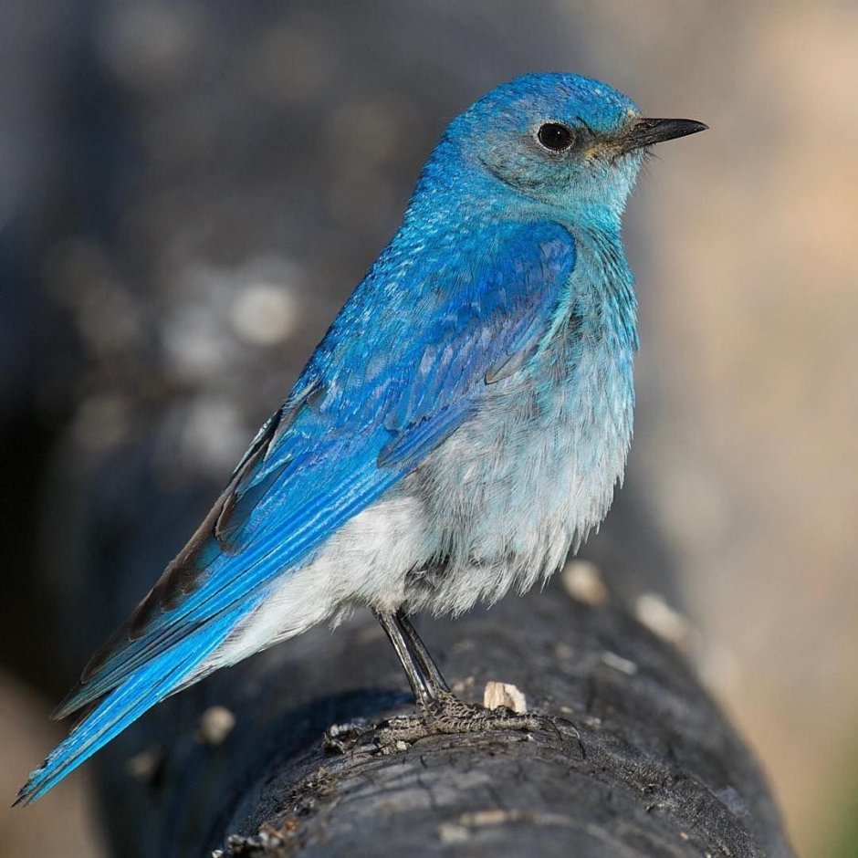 Птицы Дрозд Липецкой области