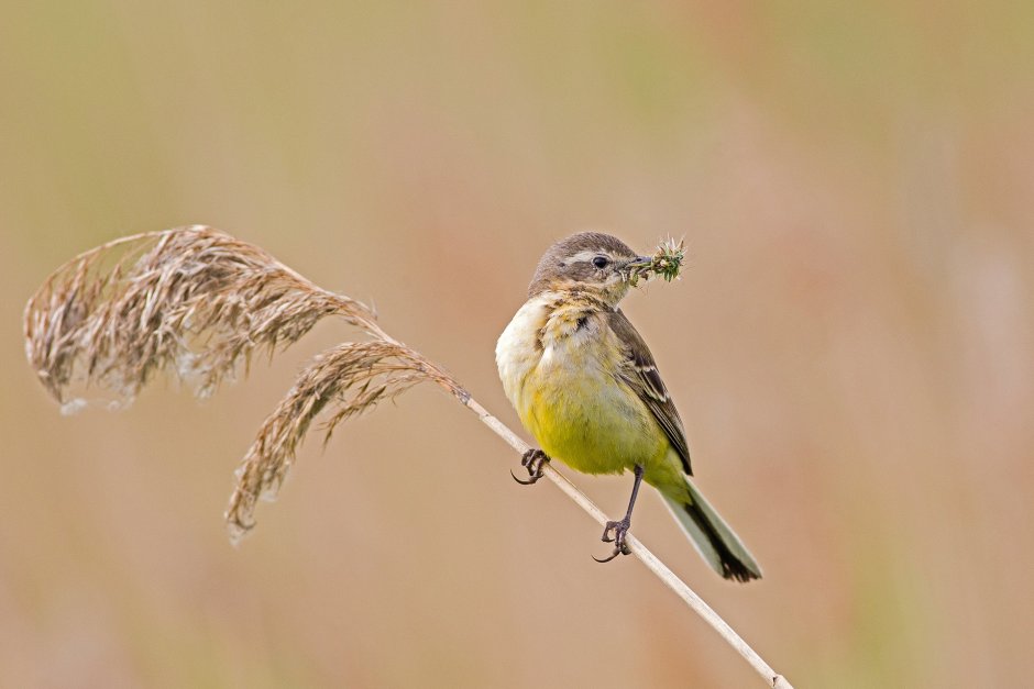 Птицы Зауралья с названиями