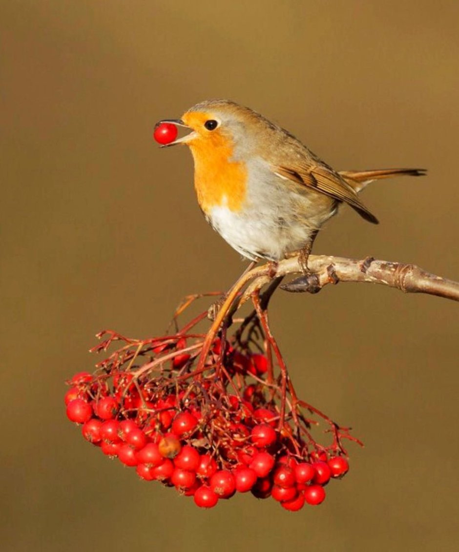 Птицы Сибири зимующие Щур