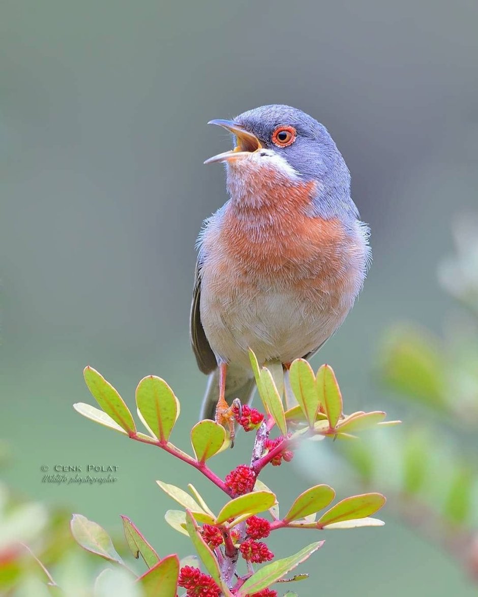 Пинтерест птички