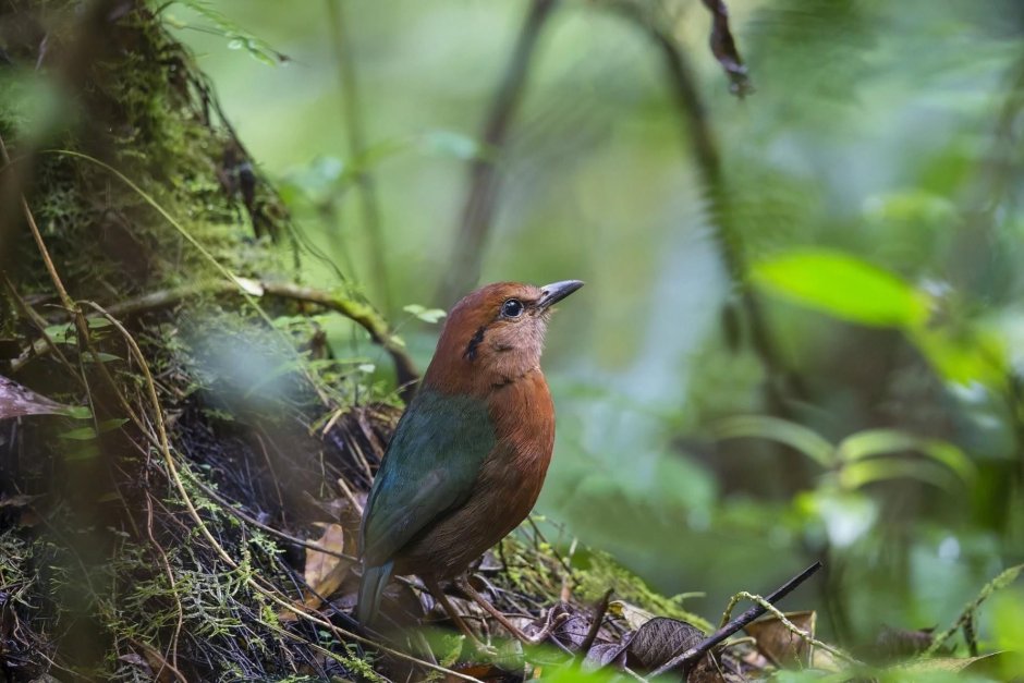 Птицы в лесу