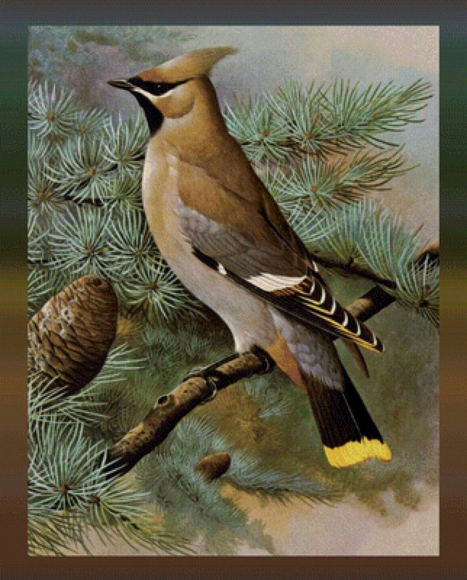 Арчовый Дубонос ареал