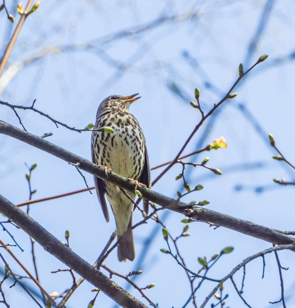 Декоративная стилизация птицы