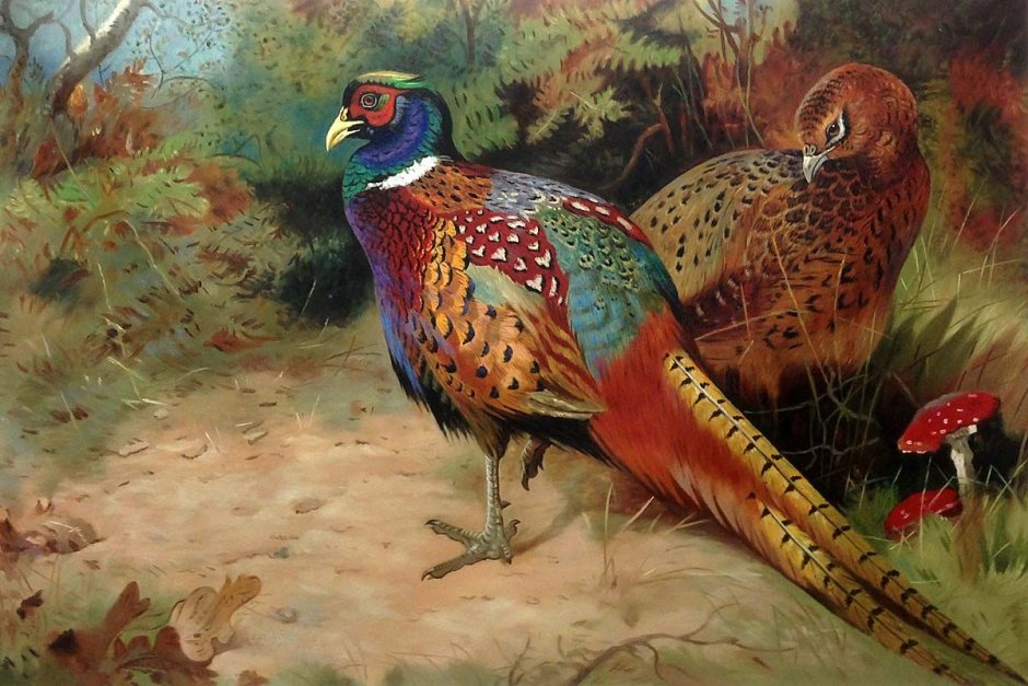 Чечётка (обыкновенная чечётка) (Acanthis flammea (Carduelis flammea))