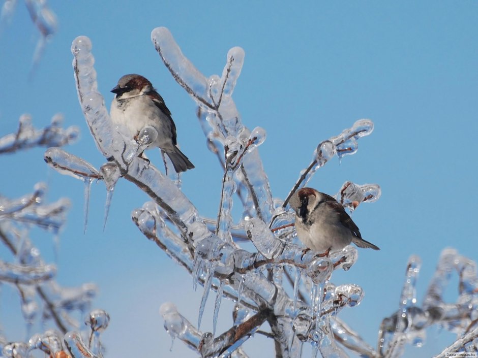 Свиристель семейства воробьиных птица