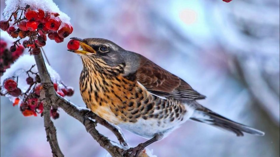 Птицы художника Basil Ede