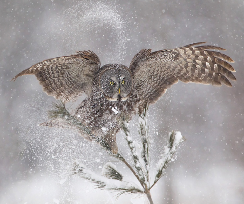 Kitipong_Maksin_ птицы