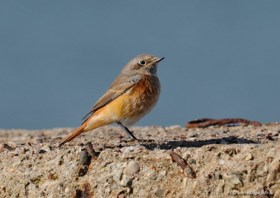 Урагус щегол