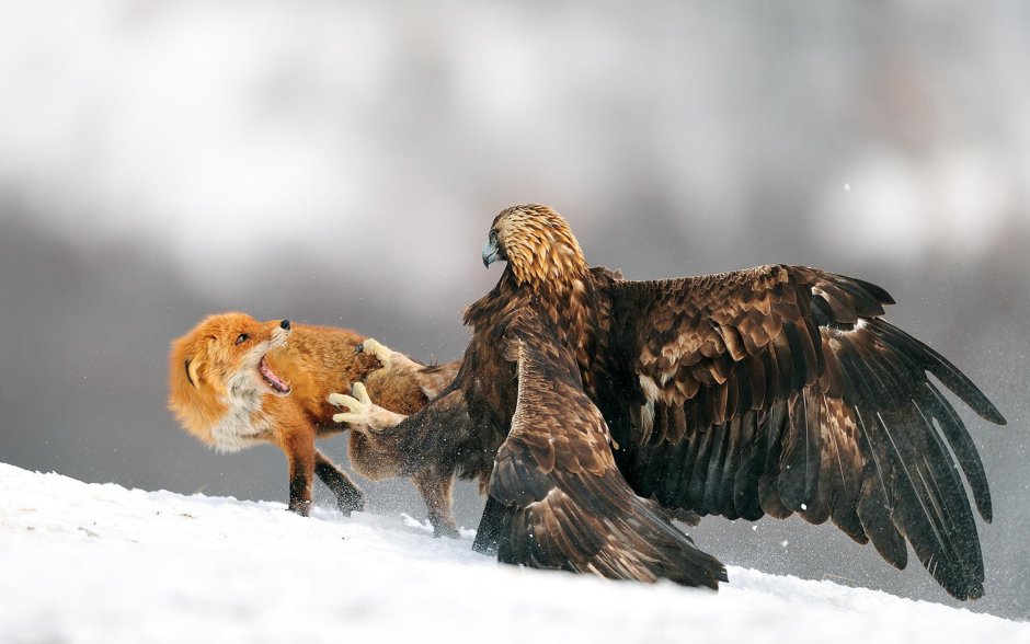 Орёл Беркут и Коршун