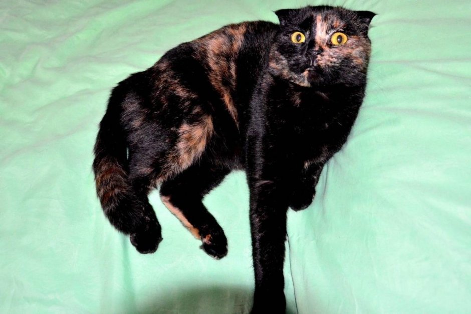 Tortoiseshell Cat порода