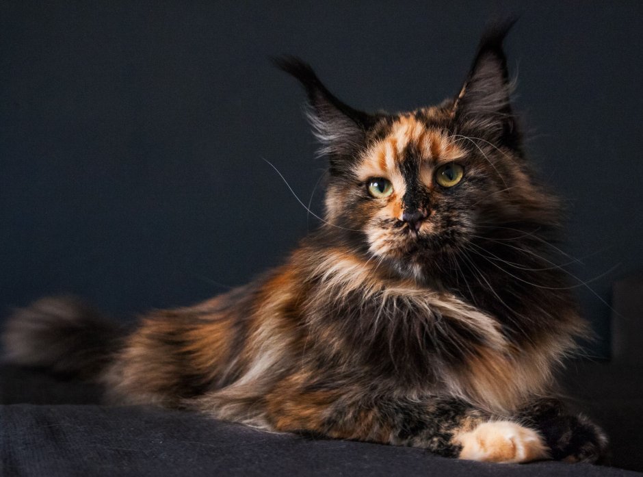 Tortoiseshell Cat порода