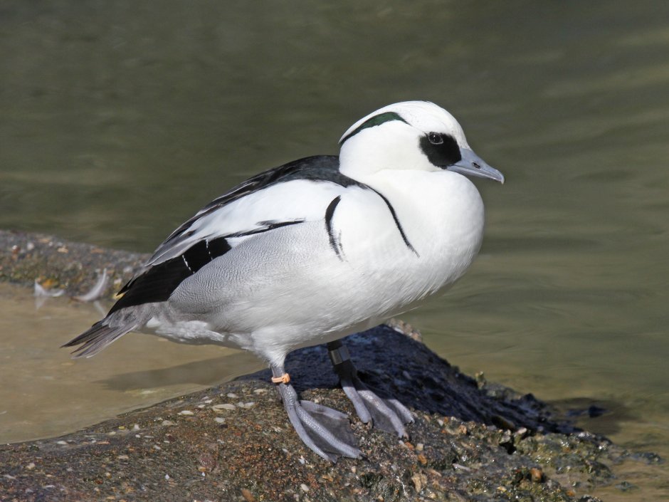 Луток зимний