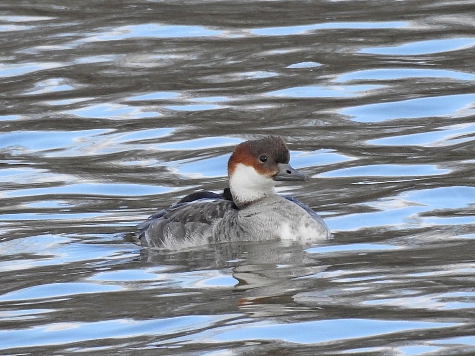 Поганка малая (Podiceps ruficollis)