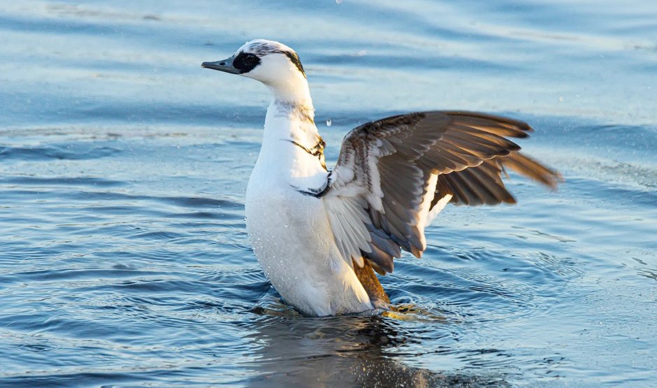 Smew что за утка на русском